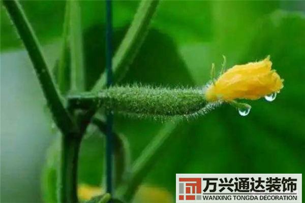 蚯蚓与风水有蚯蚓的地方是风水宝地吗?