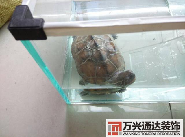 巴西龟风水家里养巴西龟风水说法