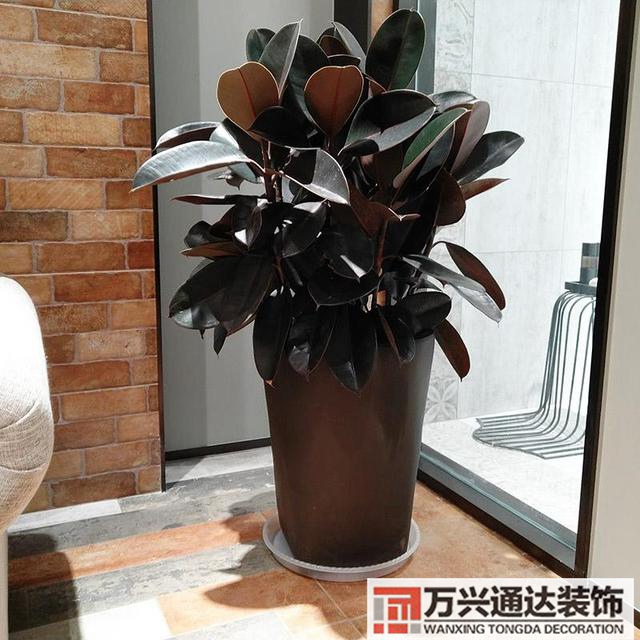 黑金刚的风水黑金刚的风水摆放位置