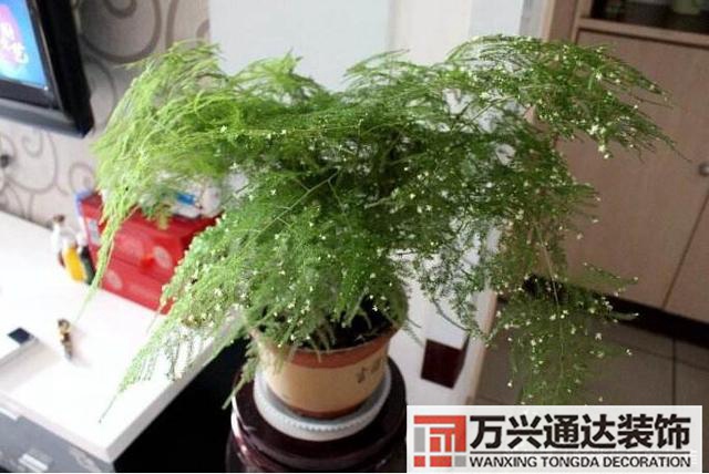 文竹开花风水文竹开花什么样的