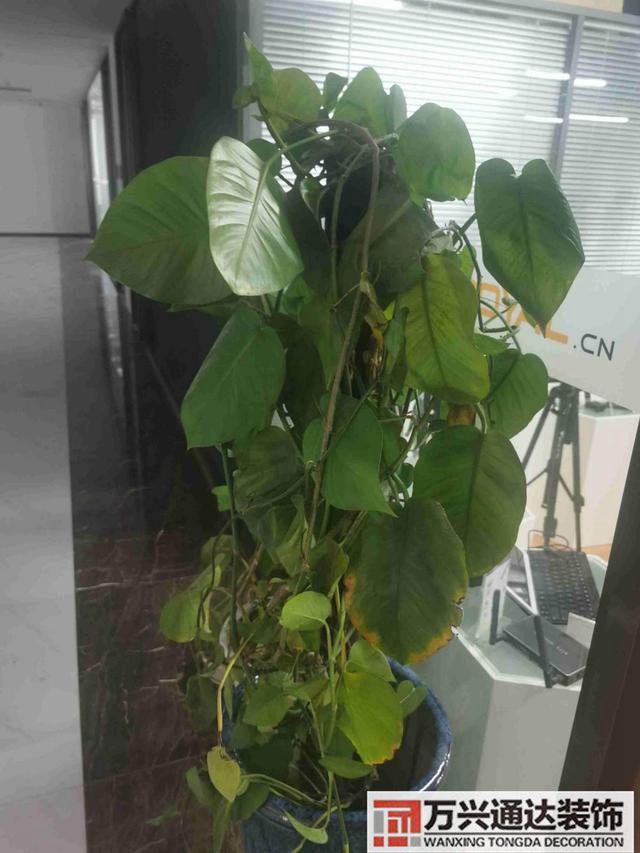 新装修房新装修房子怎么去味最快