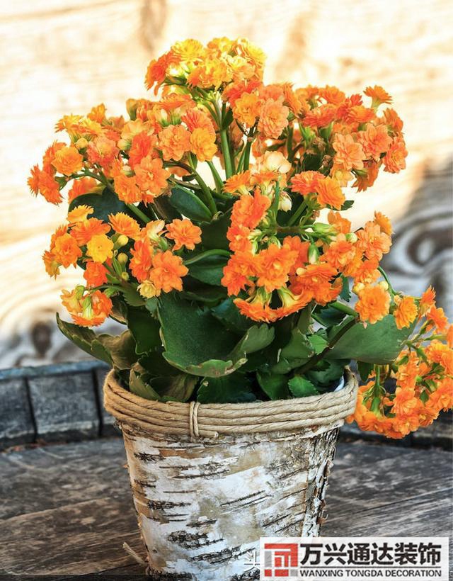 家风水植物家种风水植物