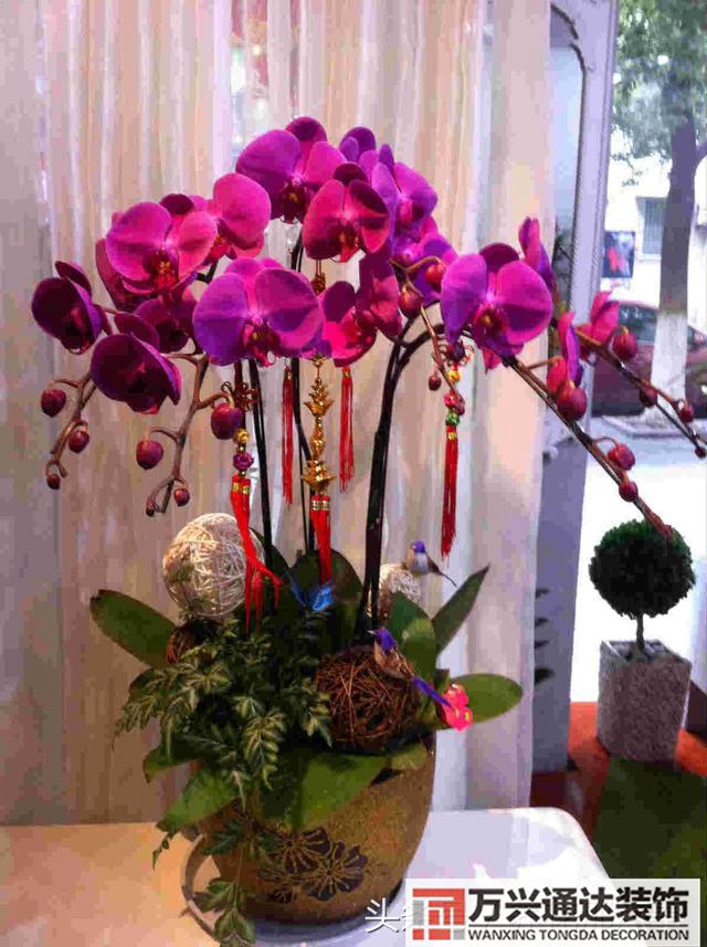 家风水植物家种风水植物