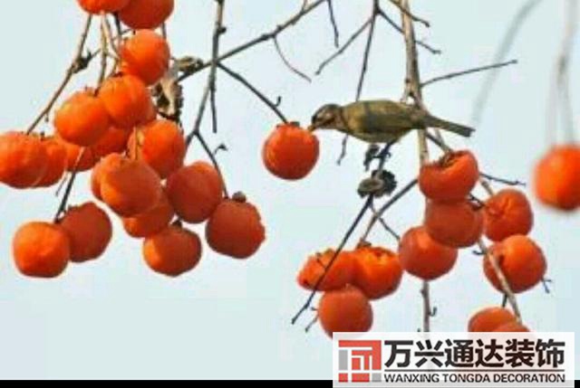 橘子树风水门口栽桔子树风水