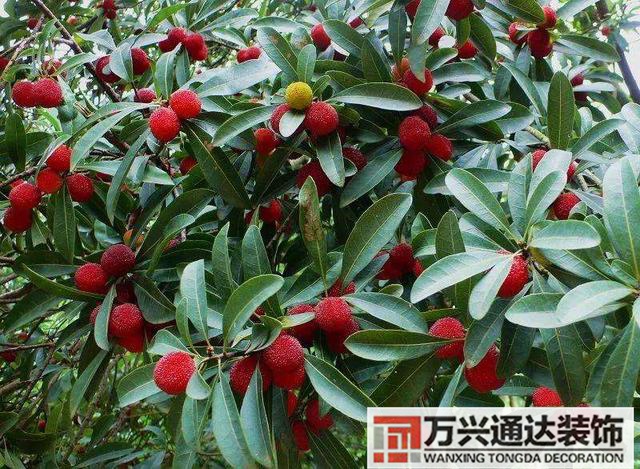 杨梅树的风水杨梅树的介绍一下
