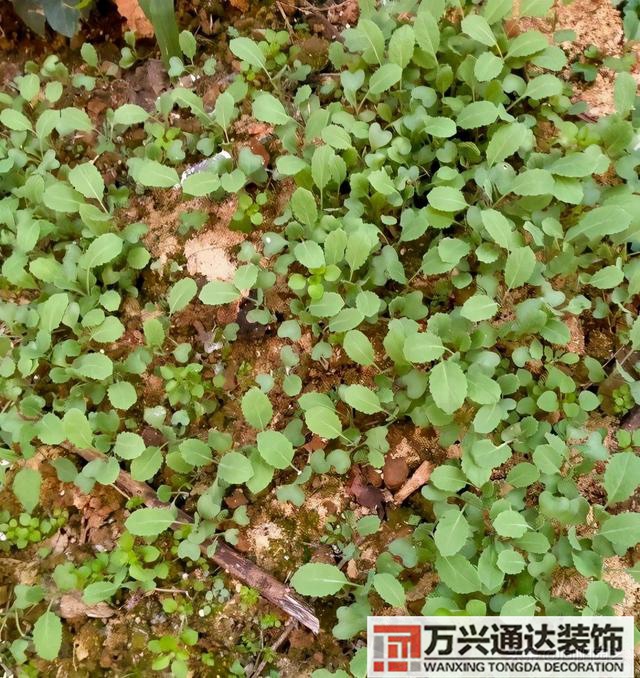 楼顶种菜风水楼顶种菜风水有什么菜不能种