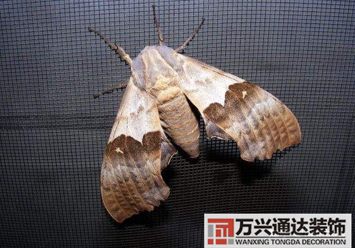 风水与蛾子家里飞蛾子的风水问题