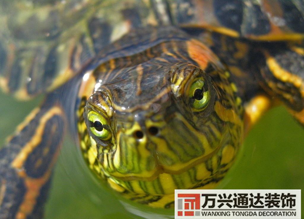 乌龟风水学乌龟有风水讲究吗